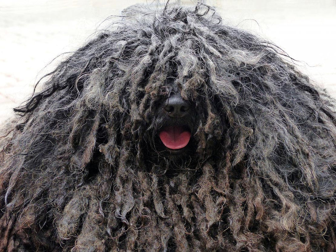 A shaggy Bergamasco dog smiles for the camera through its dreadlocks.