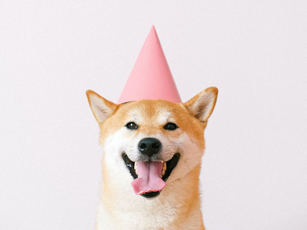 Cute Shiba Inu in a Party Hat.