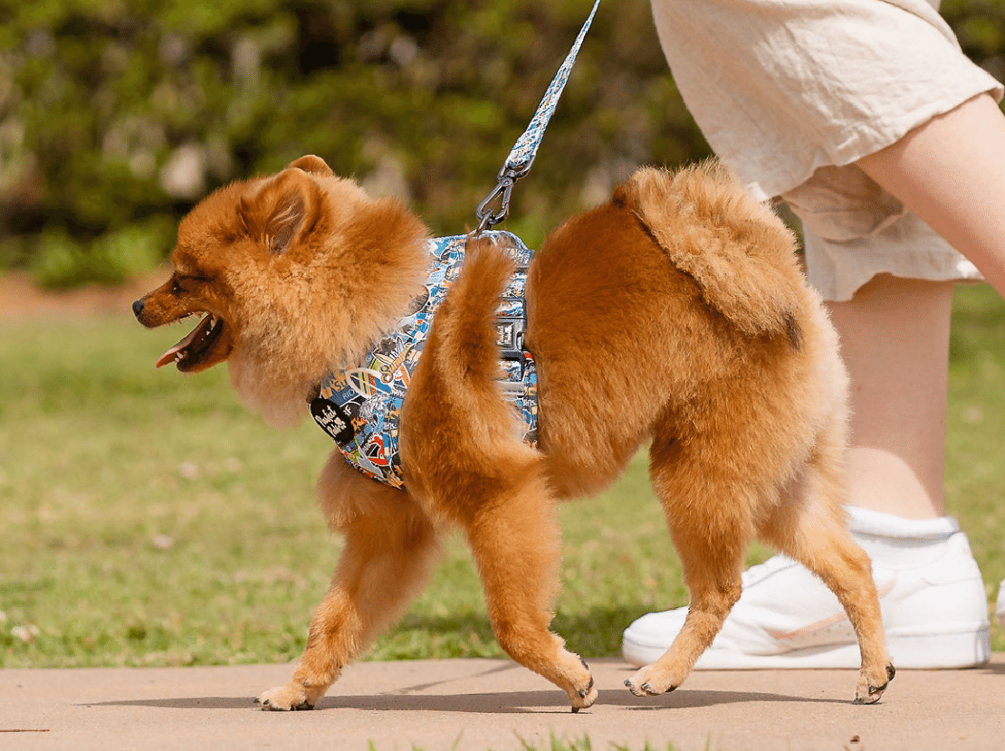 Best harness sales for chow chow