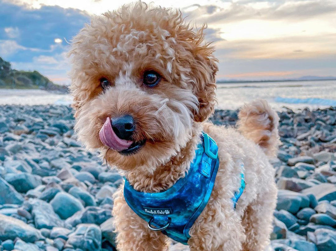 AmbassaDOG Sam the Toy Poodle in Shell Yeah No-Pull Adjustable Harness.