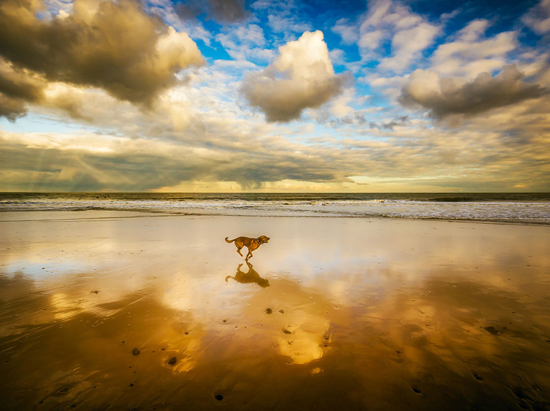 Dog Running Along a Beach at Sunset