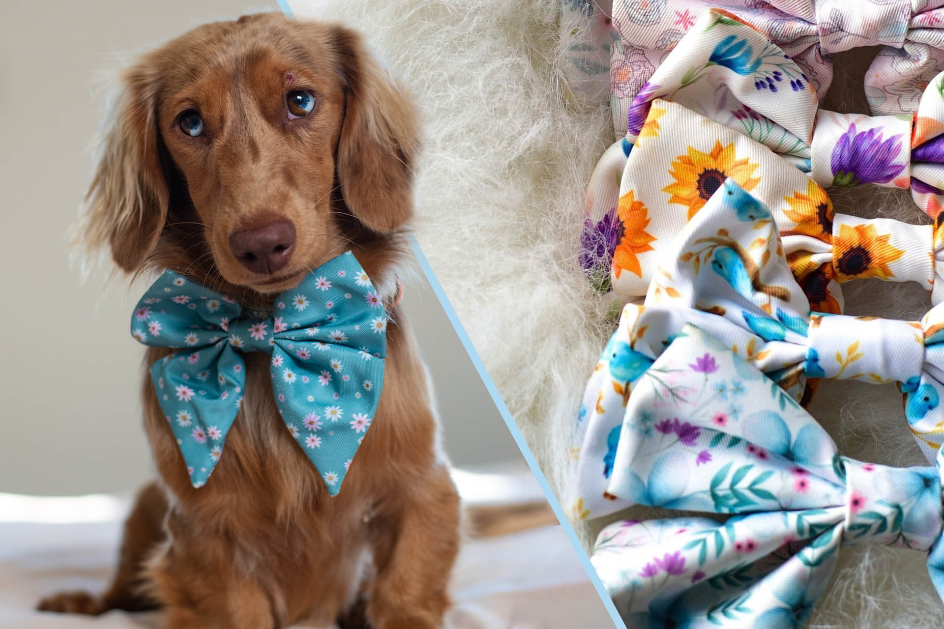 AmbassaDOG Coco with a range of classic bow ties for dogs.