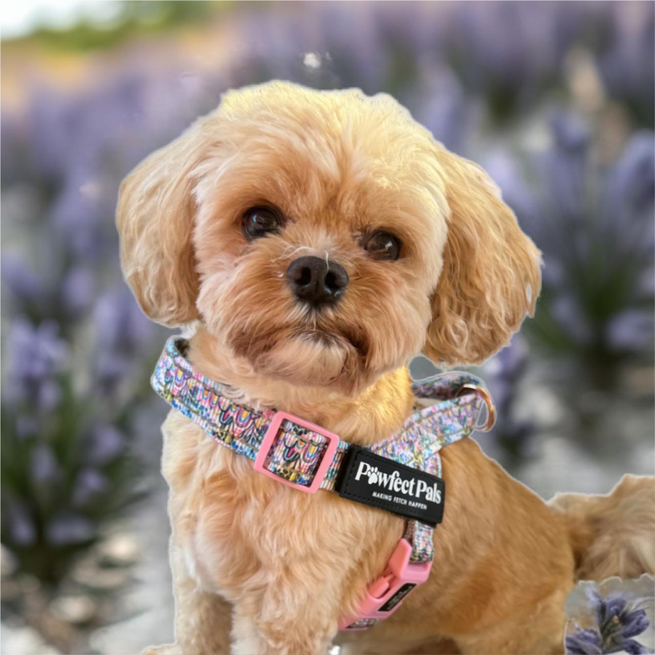 Small dog wearing a colorful harness with a blurred lavender background