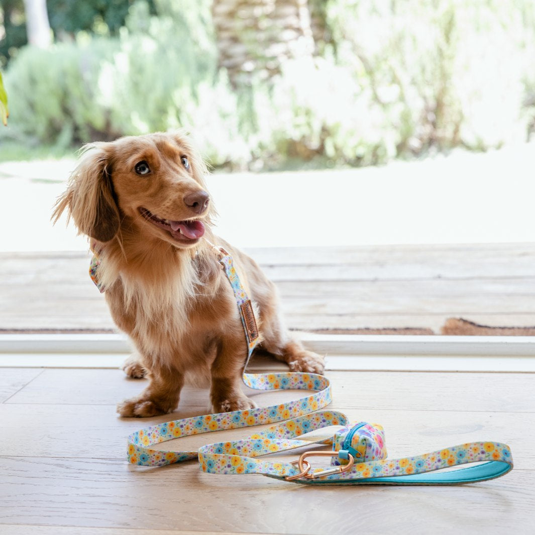 AmbassaDOG Coco in the Once and Flor-all soft lead and Deja Poo waste bag holder.