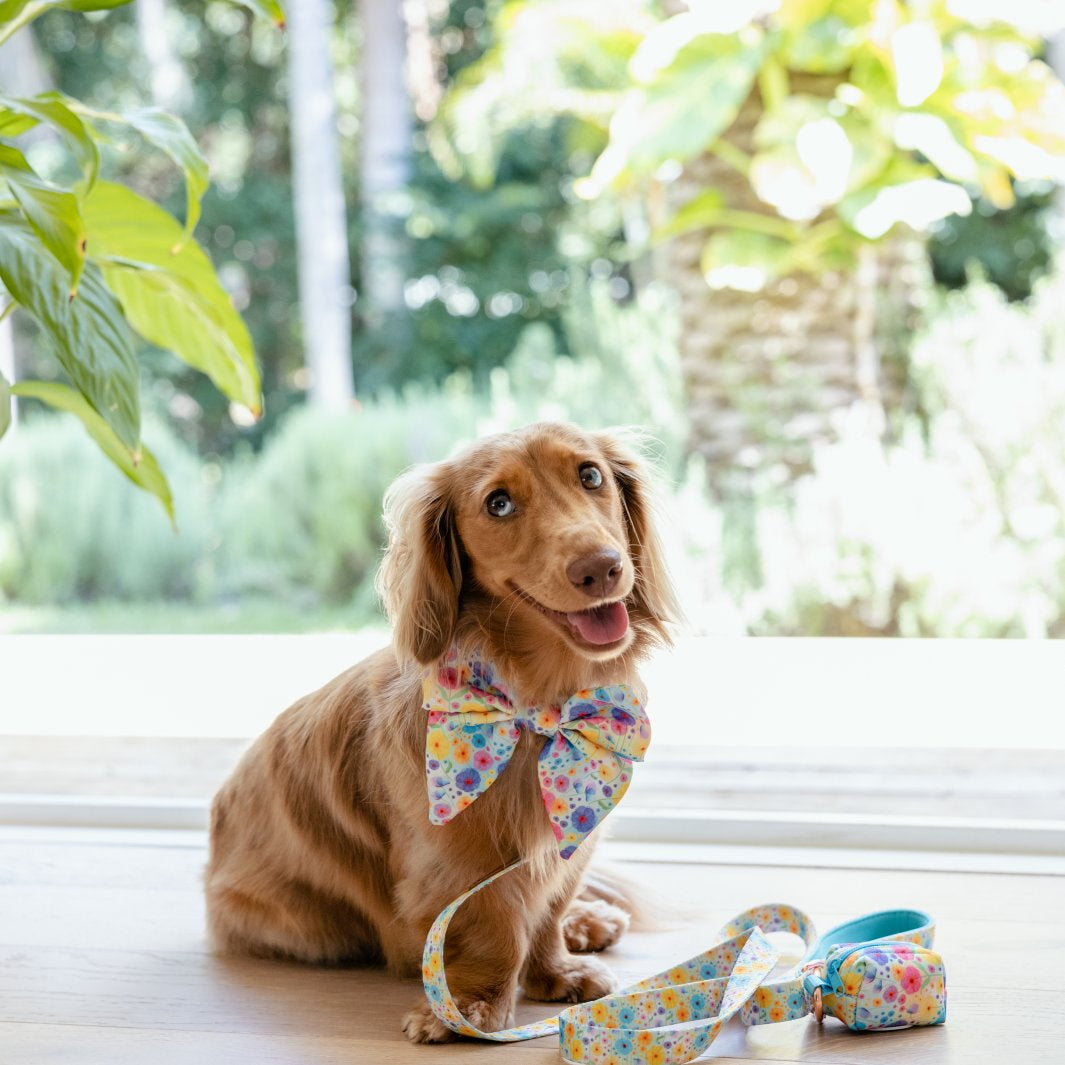 AmbassaDOG Coco in the Once and Flor-all Deja Poo waste bag holder, soft lead and sailor bow tie.