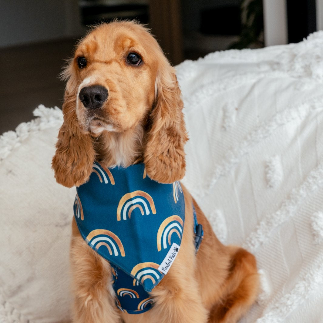 AmbassaDOG Finny in the Wild at Heart - Golden Horizons cotton bandana.
