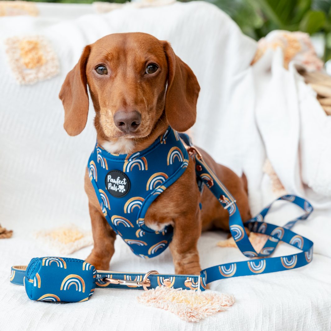 AmbassaDOG Louis in the Wild at Heart - Golden Horizons Deja Poo waste bag holder, reversible harness and vegan leather lead.