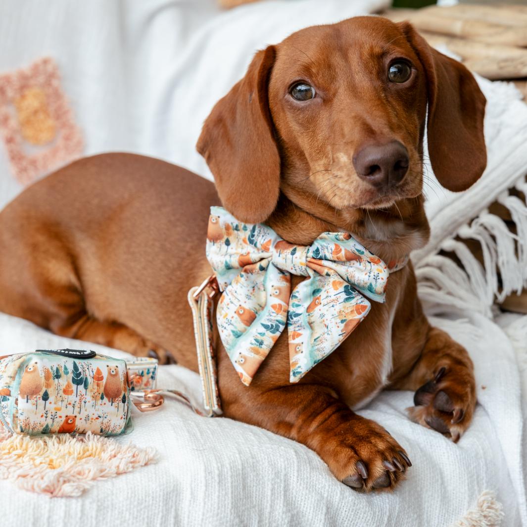 AmbassaDOG Louis in the Wild at Heart sailor bow tie and vegan leather lead.