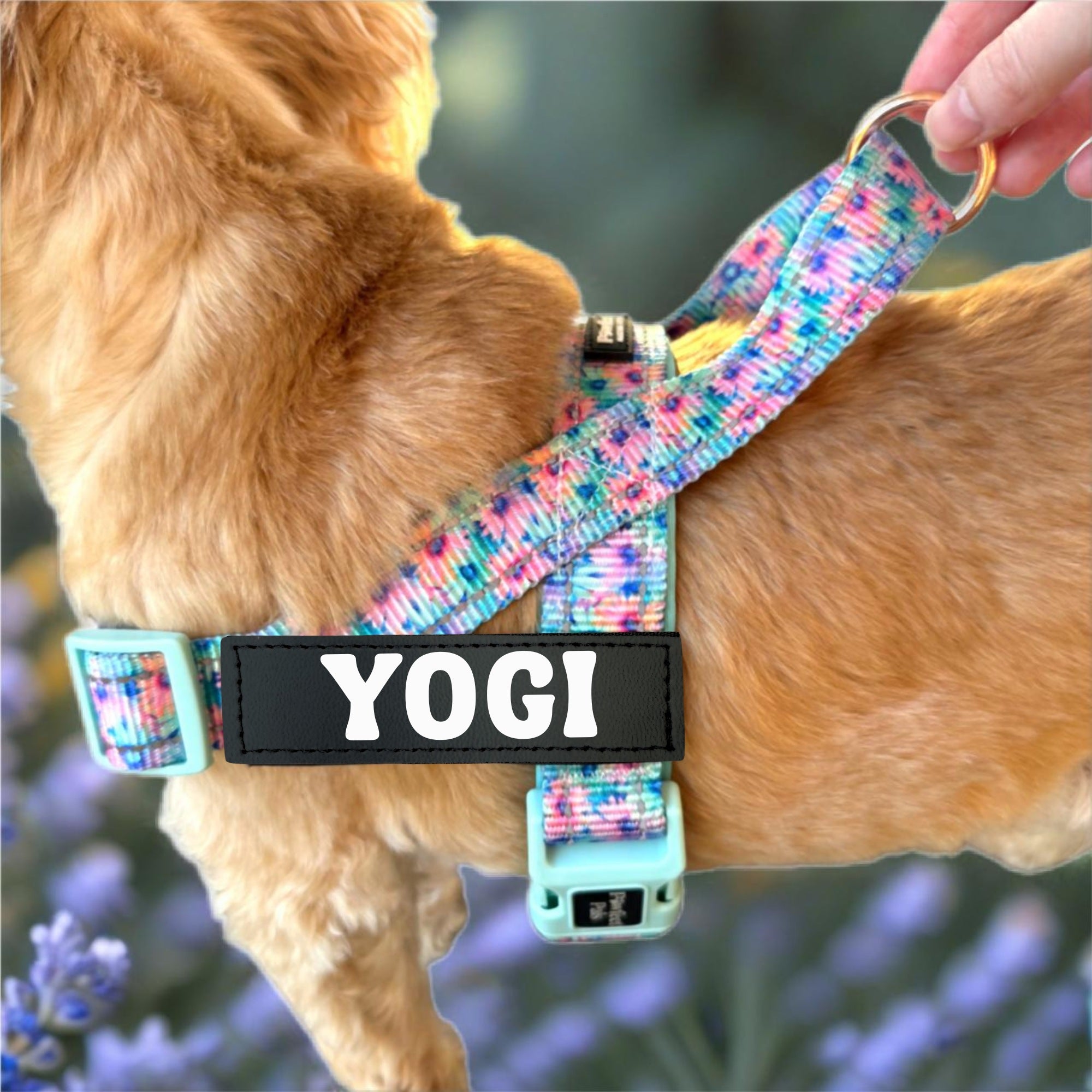 Dog wearing a colorful harness with 'YOGI' on it, standing in a natural setting.