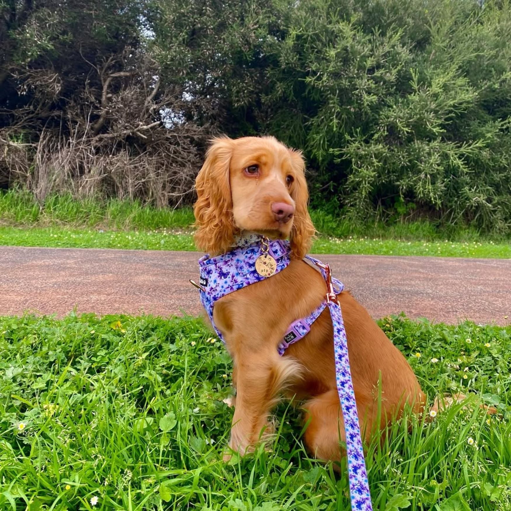 Social Butterfly - Soft Lead