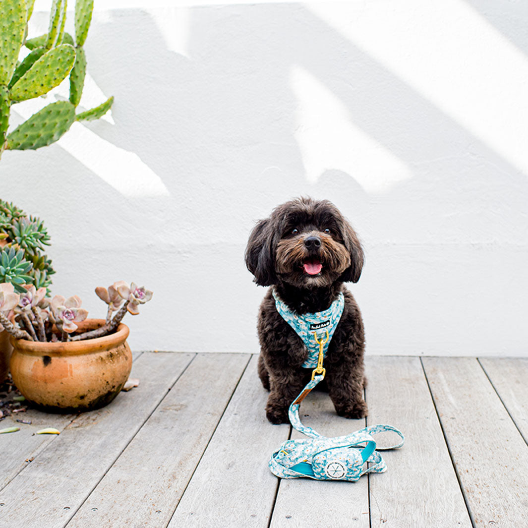 Havanese_ted in Sweet Like Honey - Daisy Fields