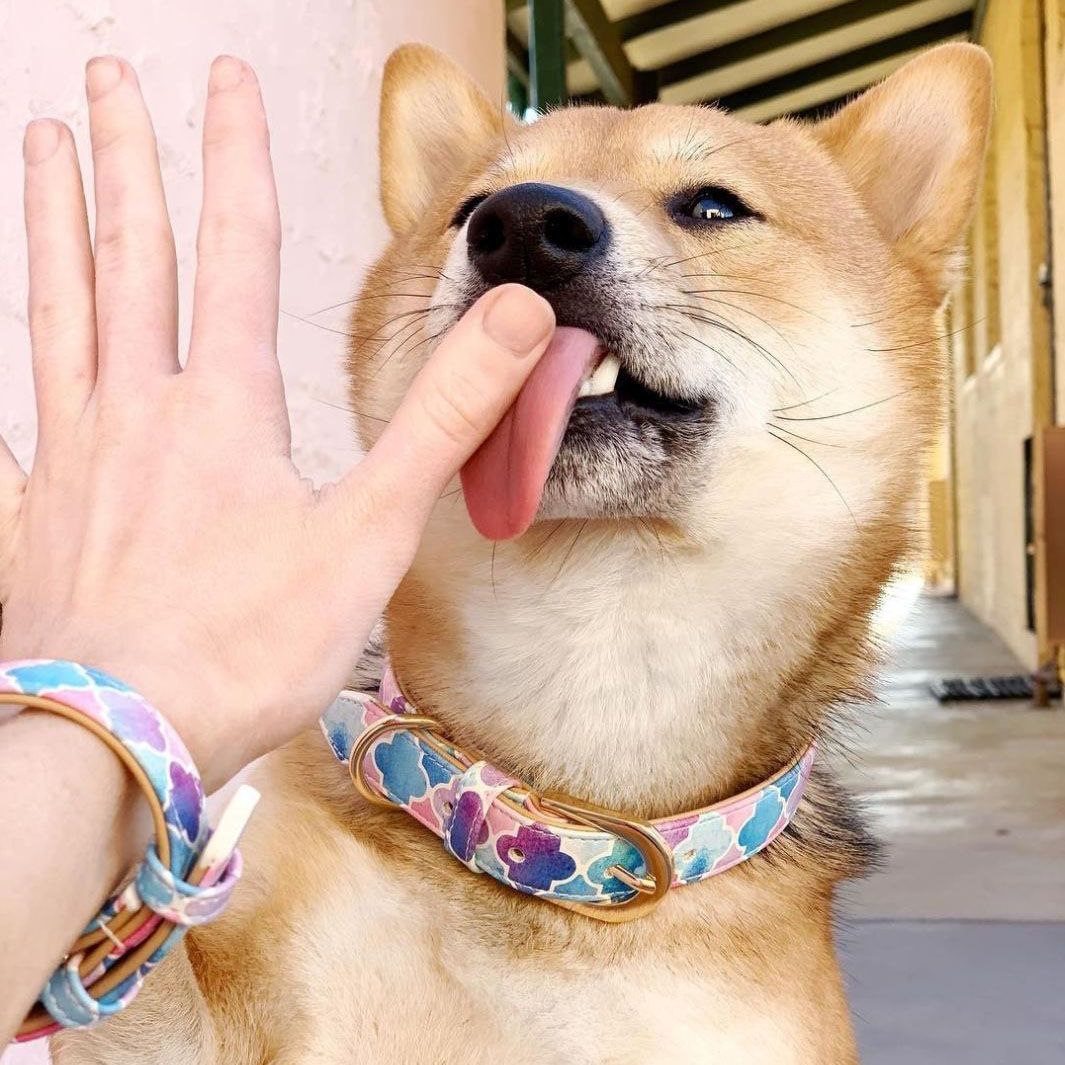 AmbassaDOG in Don't Quit Your Daydream - Enchanted dog collar.