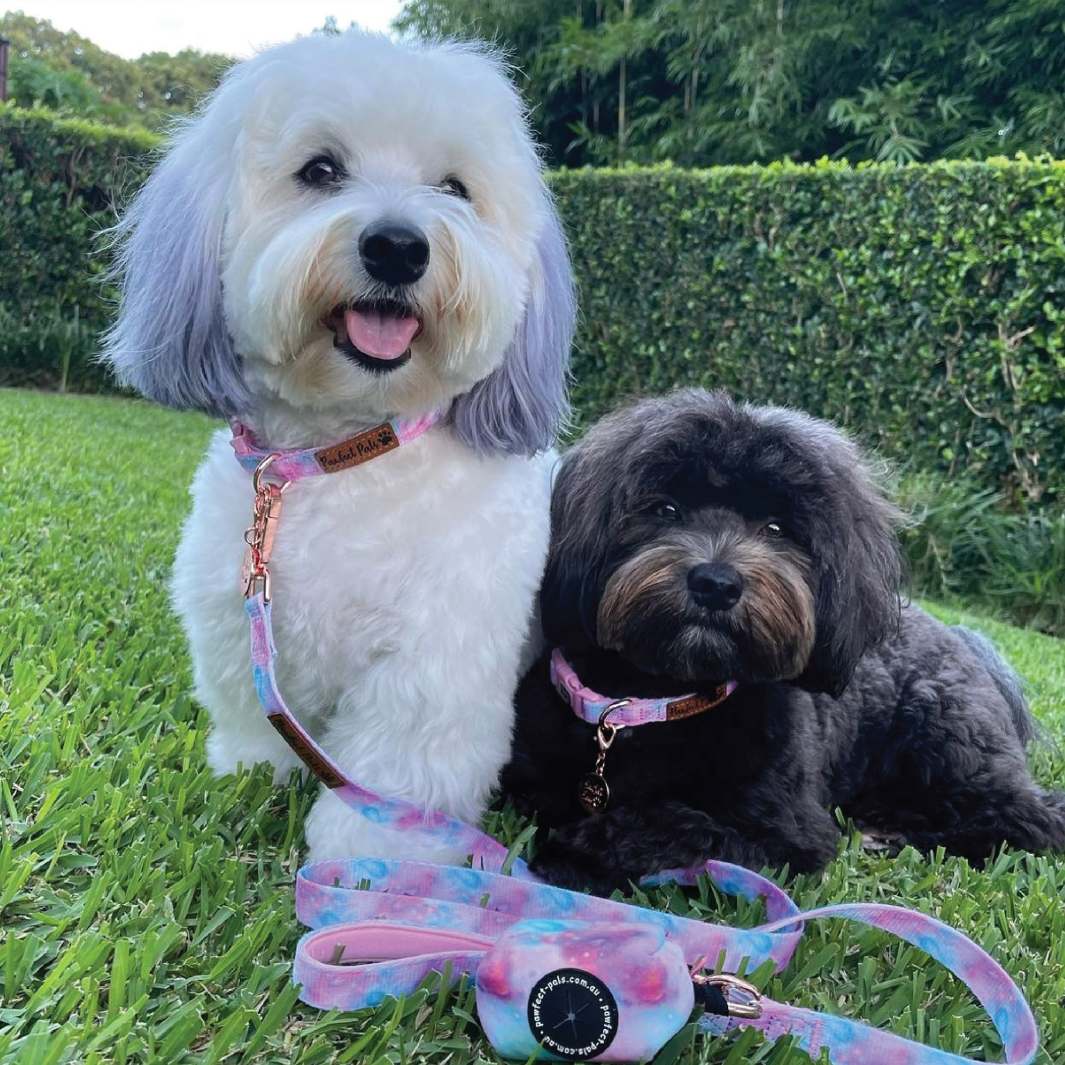 AmbassaDOGs Ted and Piper in Dreamy Days soft collars, soft leads and deja poo waste bag.