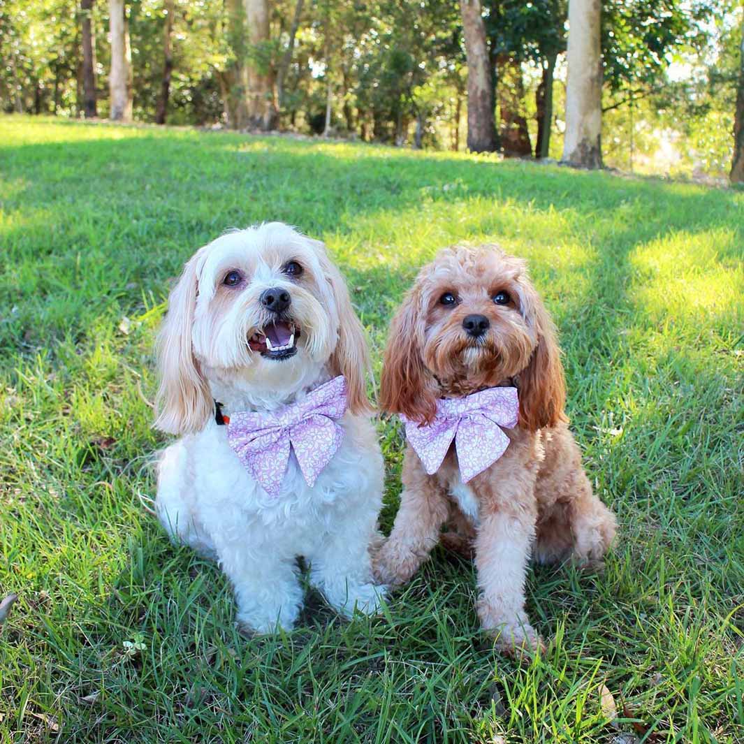 AmbassaDOGs Bailey and Ellie wearing Dusty Pink sailor bow ties.