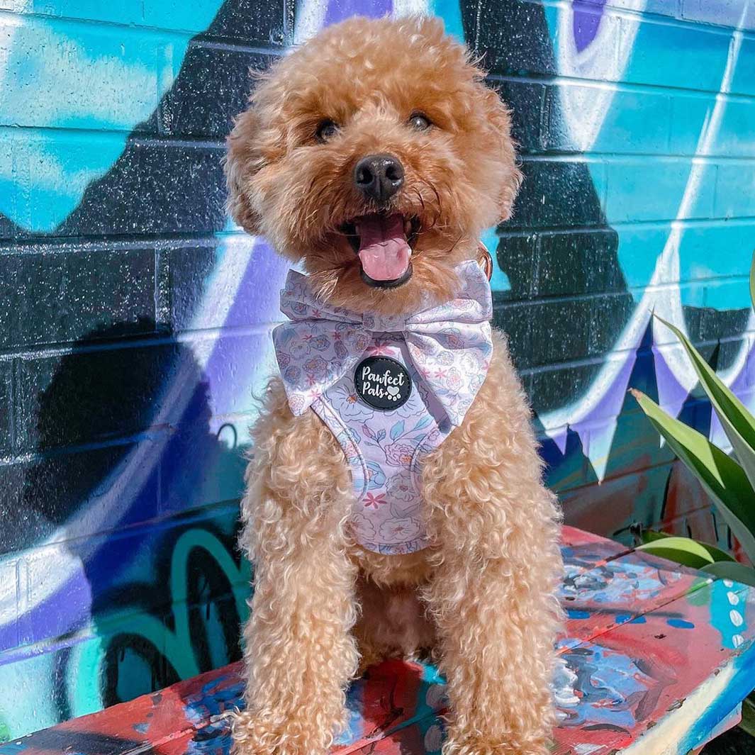 AmbassaDOG Sam in the Pastels sailor bow tie and reversible harness.