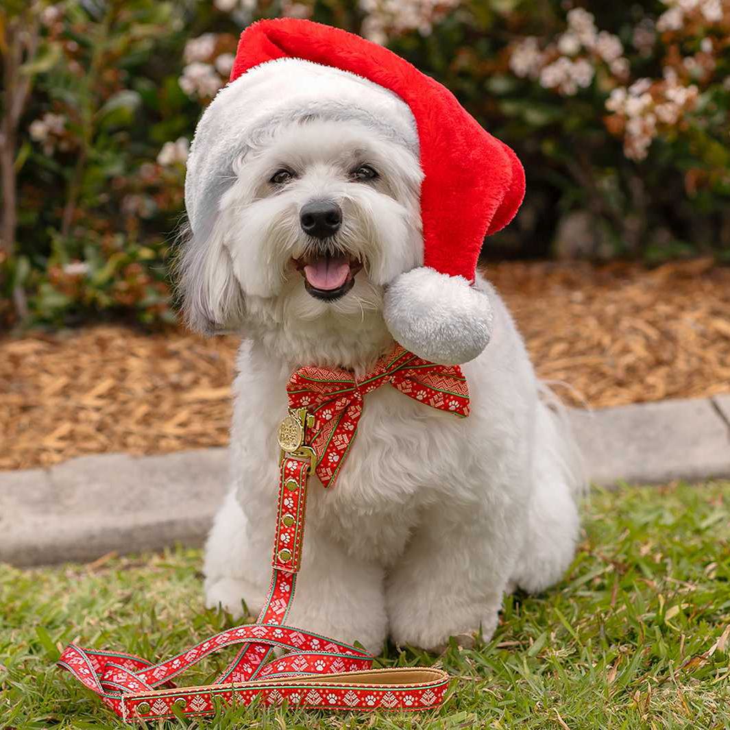 AmbassaDOG Ted in the Sleigh-In It lead, collar and sailor bow tie.