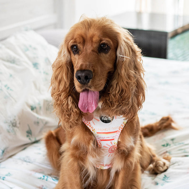 AmbassaDOG Indie in the Sunkissed reversible harness.