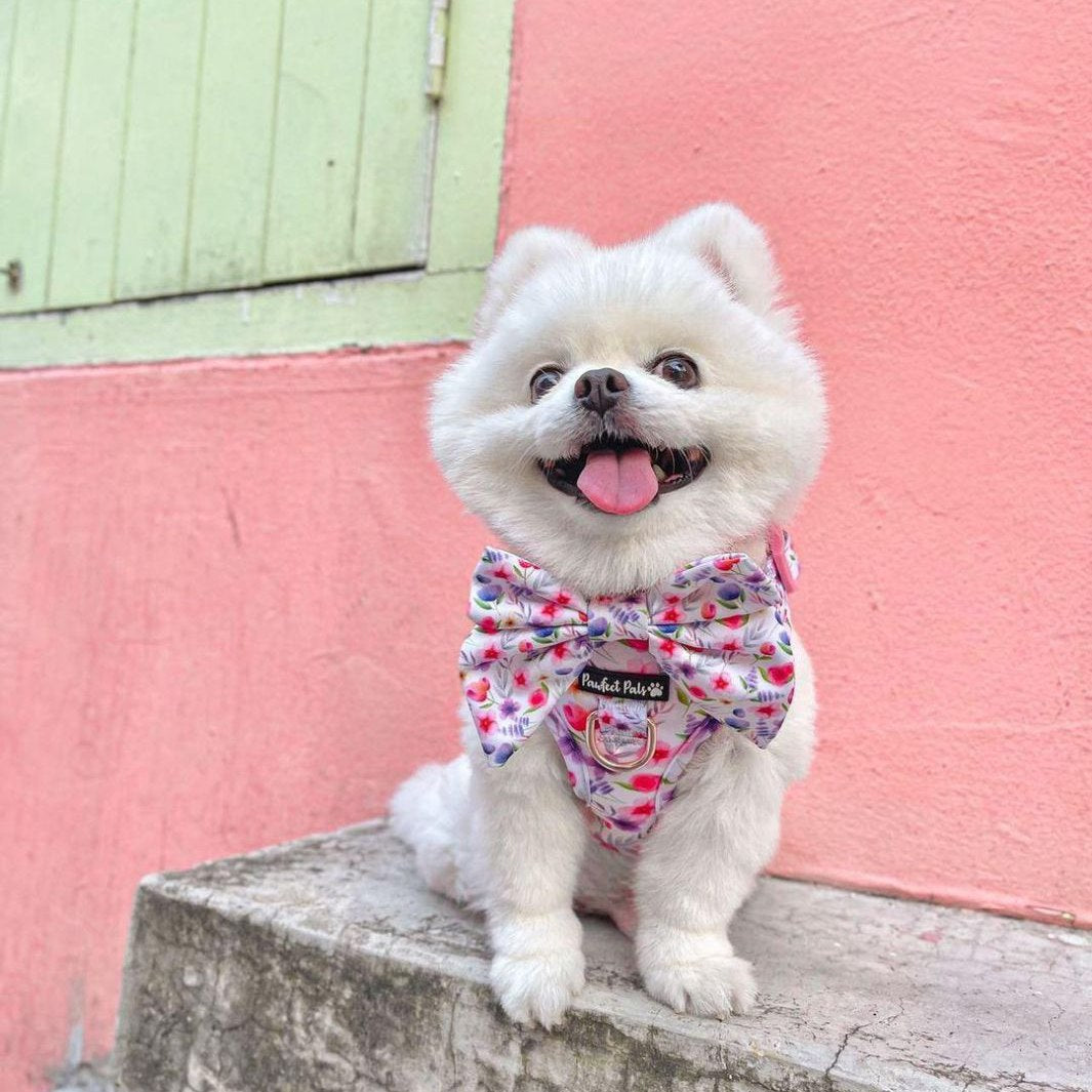 AmbassaDOG Uyu in the Think Pretty Thoughts - Bouquet sailor bow tie and no-pull adjustable harness.