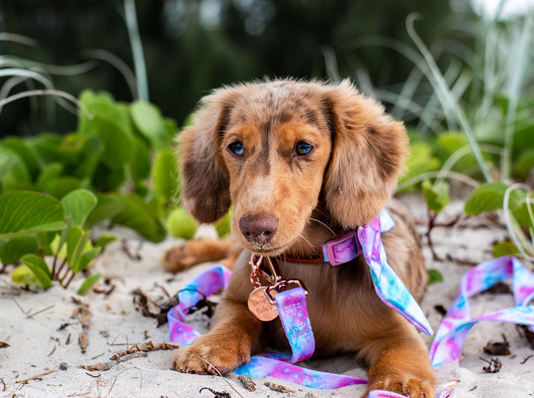 Pawfect Pals AmbassaDOG Coco on beach wearing Dreamy Days vegan leather dog lead and sailor bow tie.