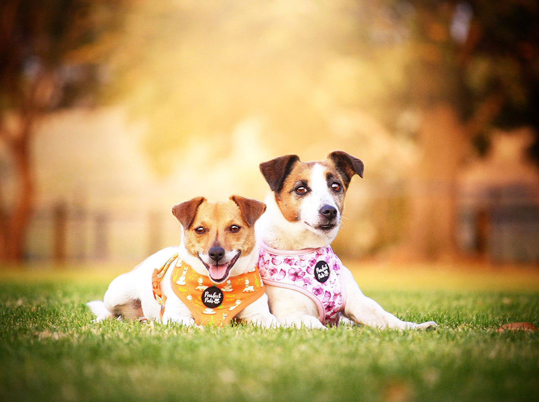 AmbassaDOGs Jessie and Holly wearing I Llama my Mama and You Give me Butterflies reversible harnesses.