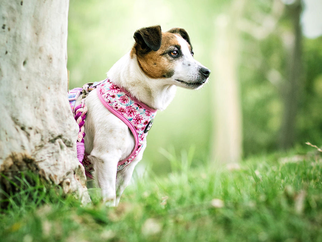 Dog wearing Pawfect Pals' Pick of the Bunch reversible harness