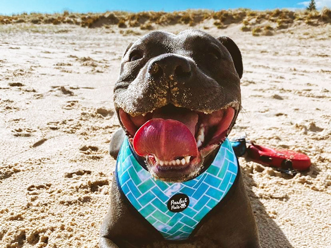 AmbassaDOG Denzel in Raise the Woof reversible harness.