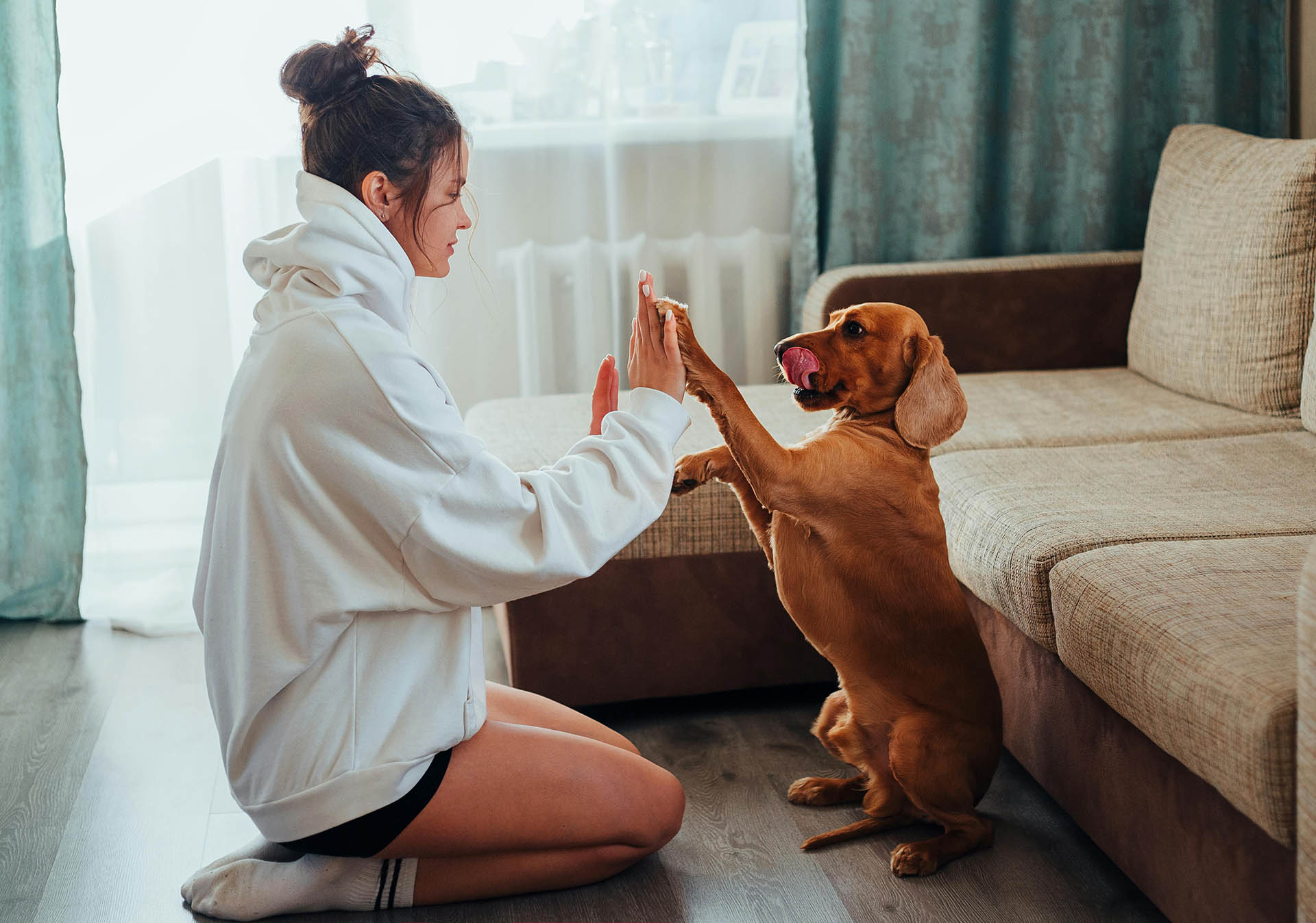 A dog and their human play a game in the living room.