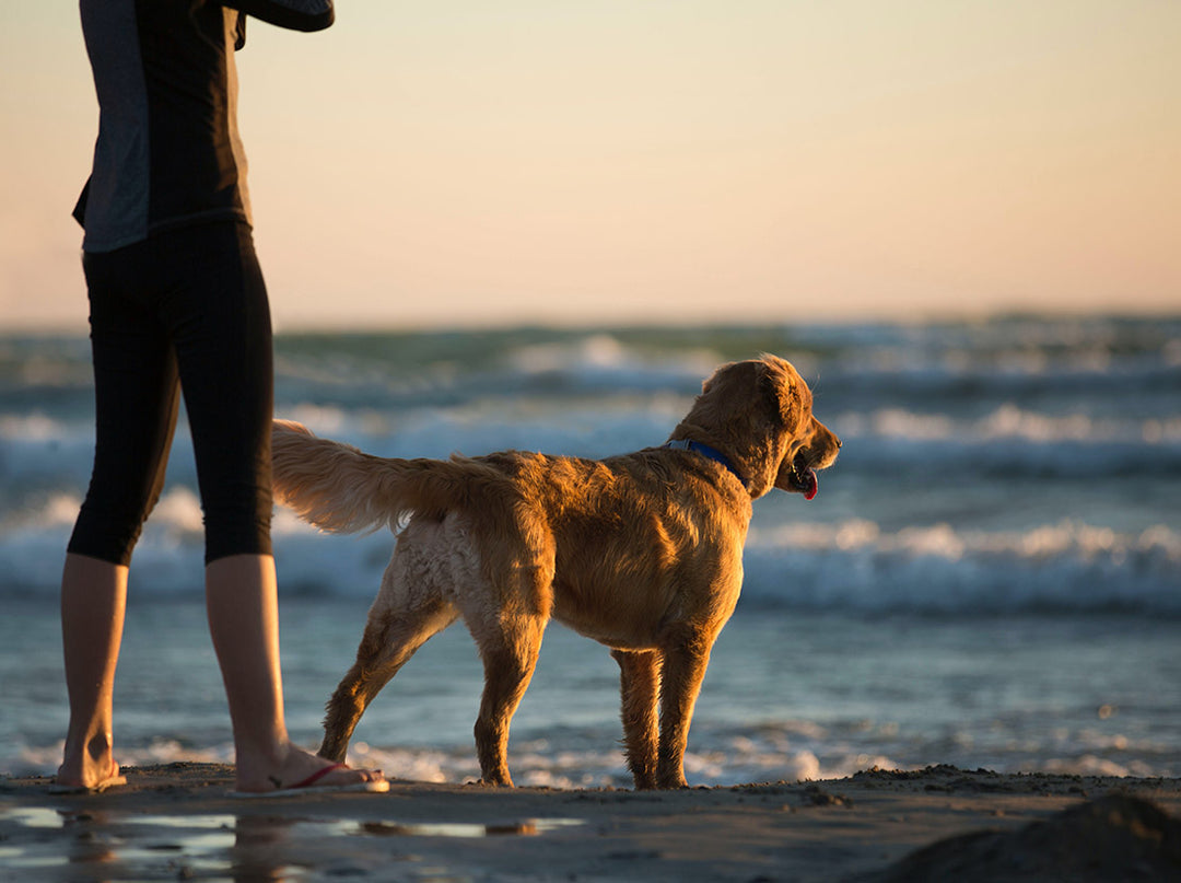 Dog and person standing on the beach looking at waves.