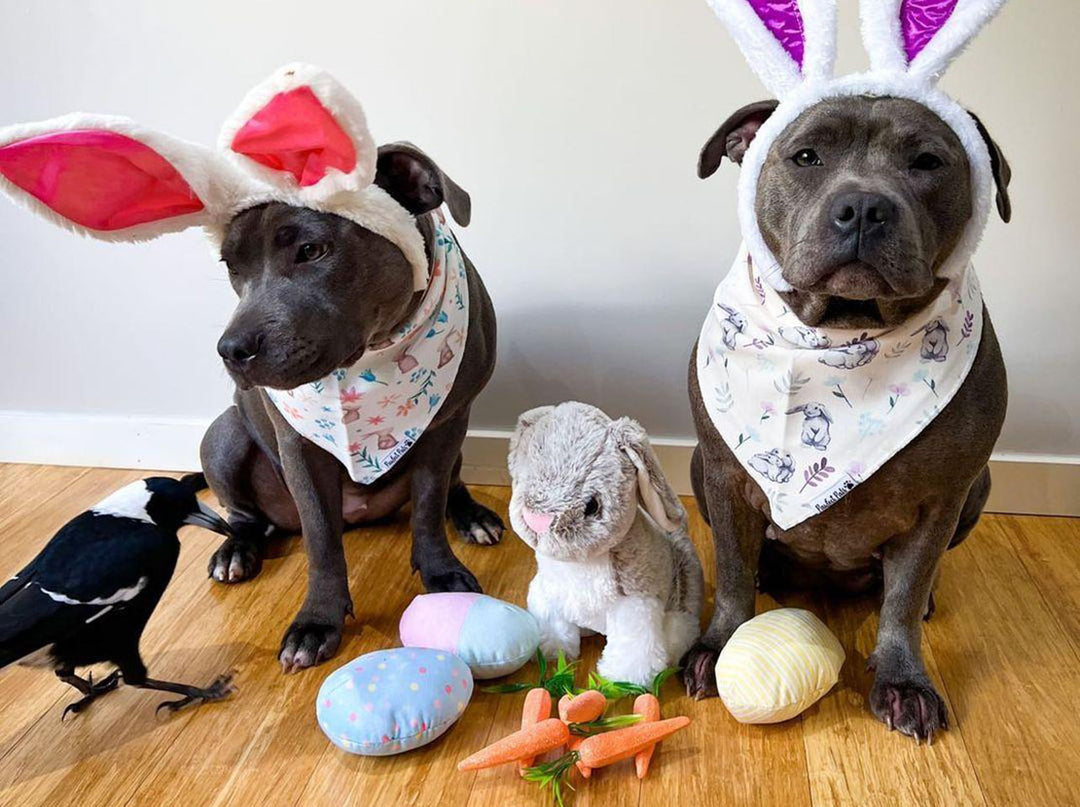 AmbassaDOG (and her magpie friend) Peggy and Molly in Pawfect Pals Easter dog bandanas.