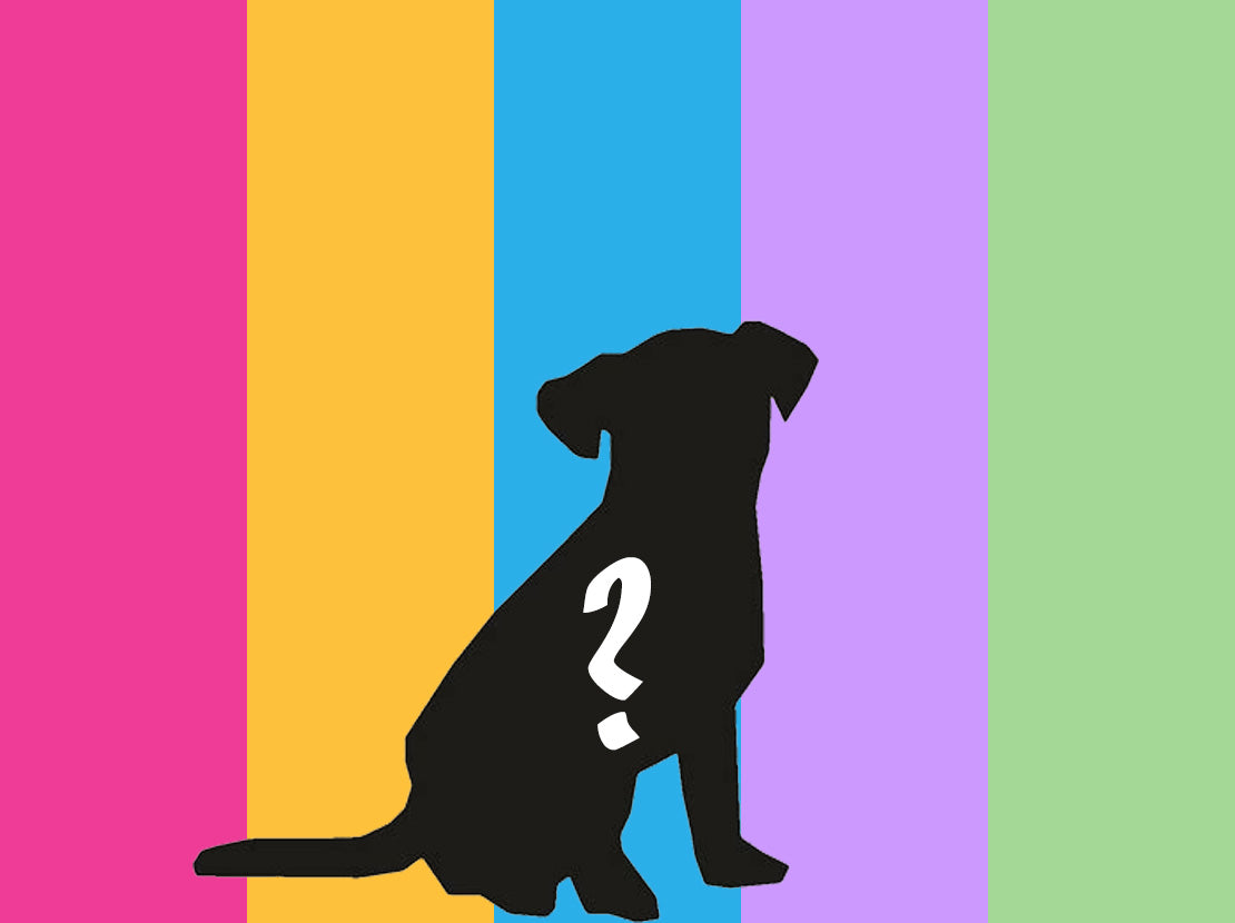 Pawfect Pals Pick the Perfect Colour for Your Pup!