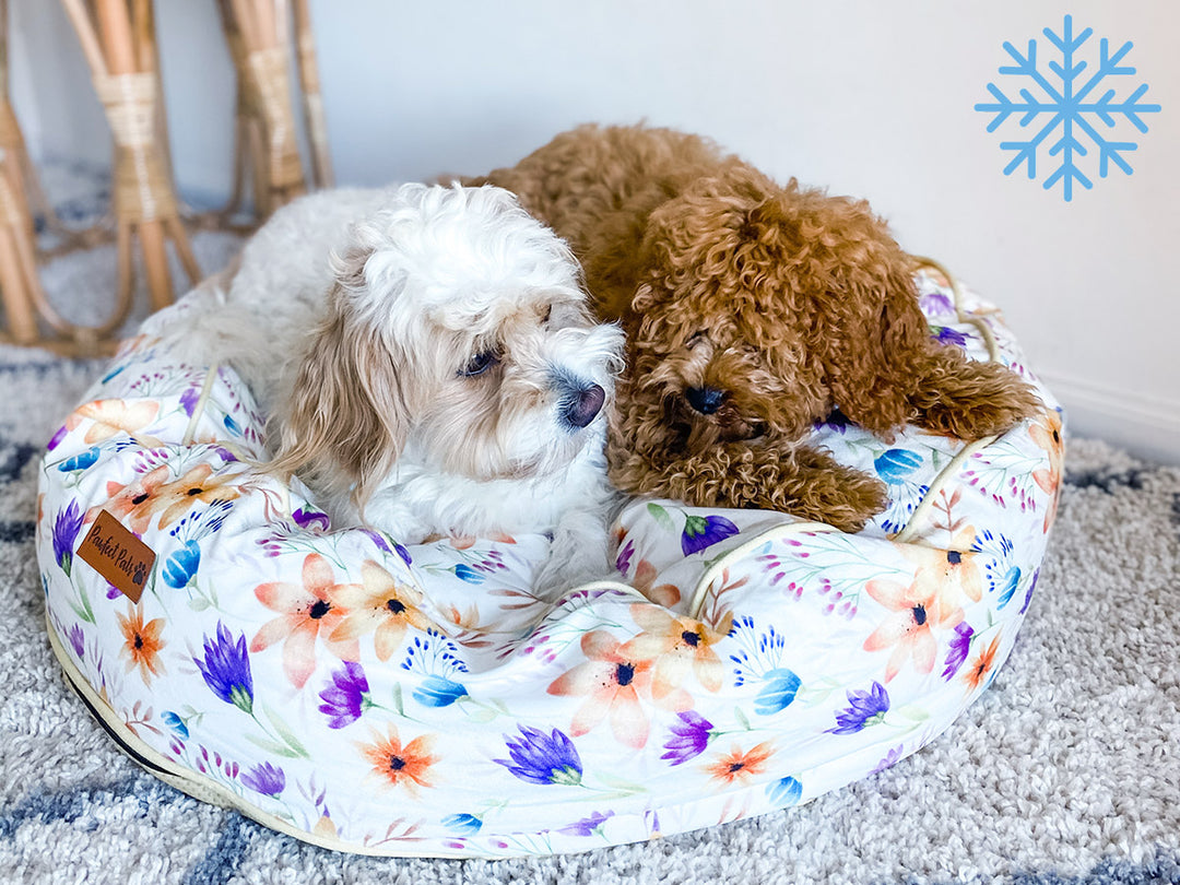 Simple Steps for Keeping Your Dogs Warm This Winter