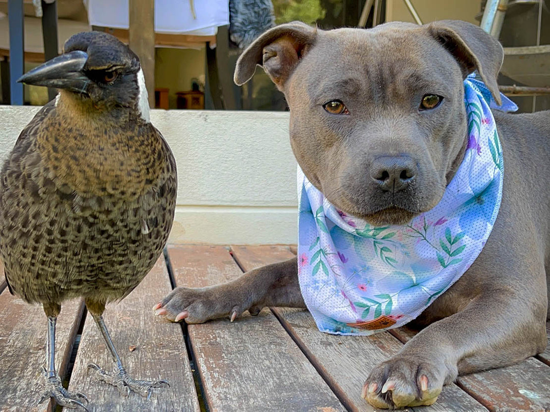 Molly the magpie and her fur-mama, Peggy the Staffy.