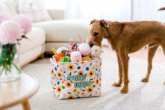 AmbassaDOG Henry checks out the toys in a Pawfect Pals personalised toy box.