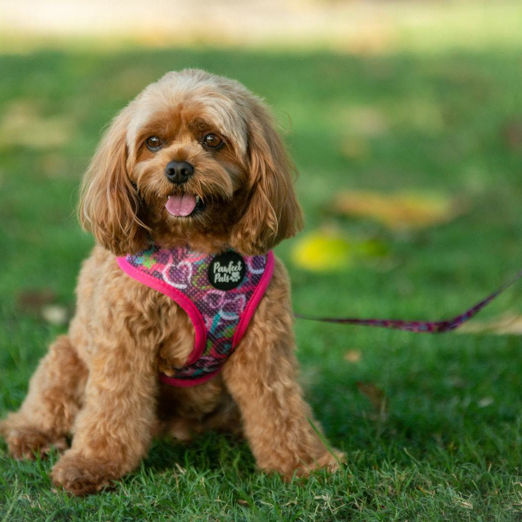 AmbassaDOG Jazz in the Classy, Sassy and a Little Bad-Assy reversible dog harness.
