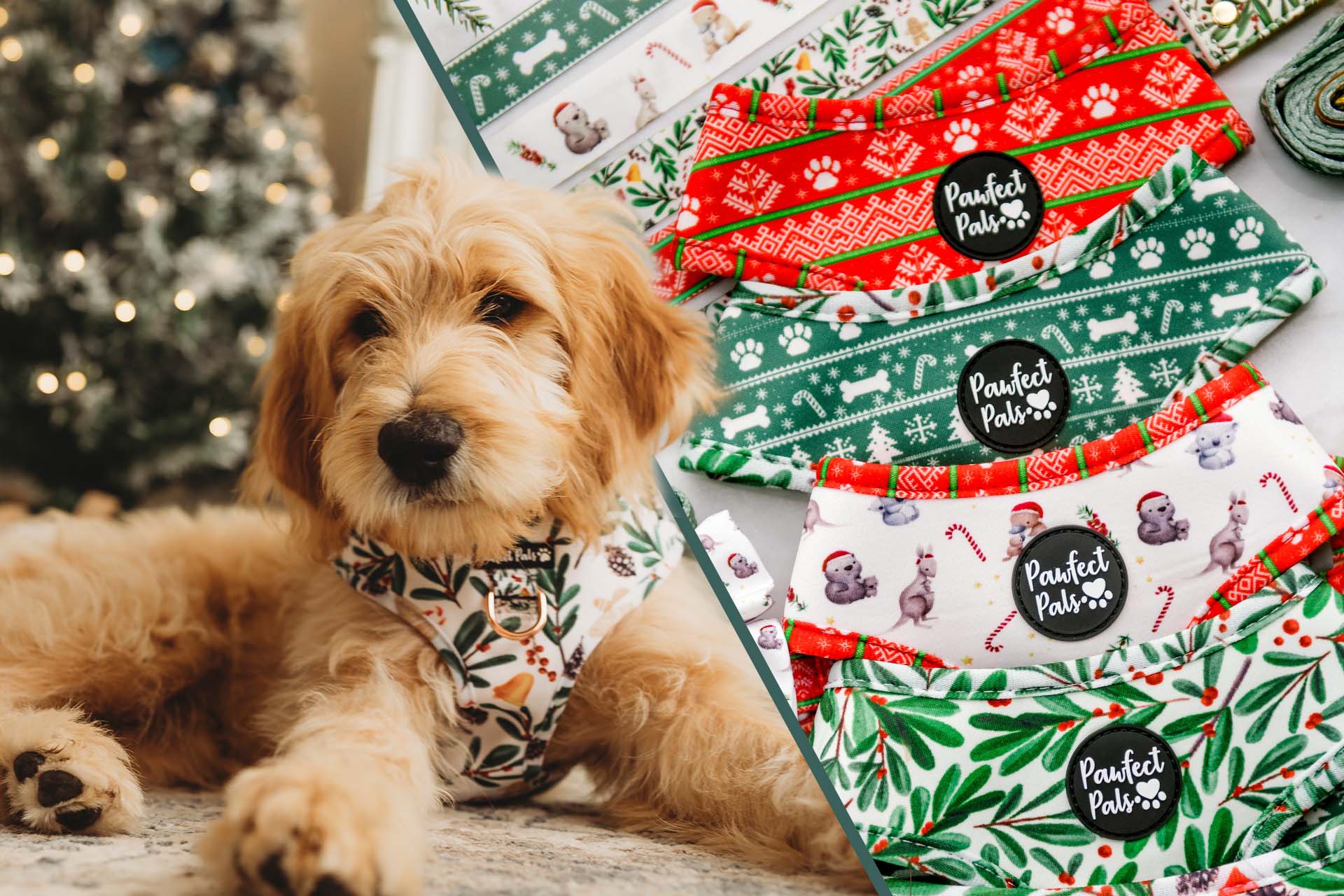 AmbassaDOG alongside the Christmas-themed dog accessories.