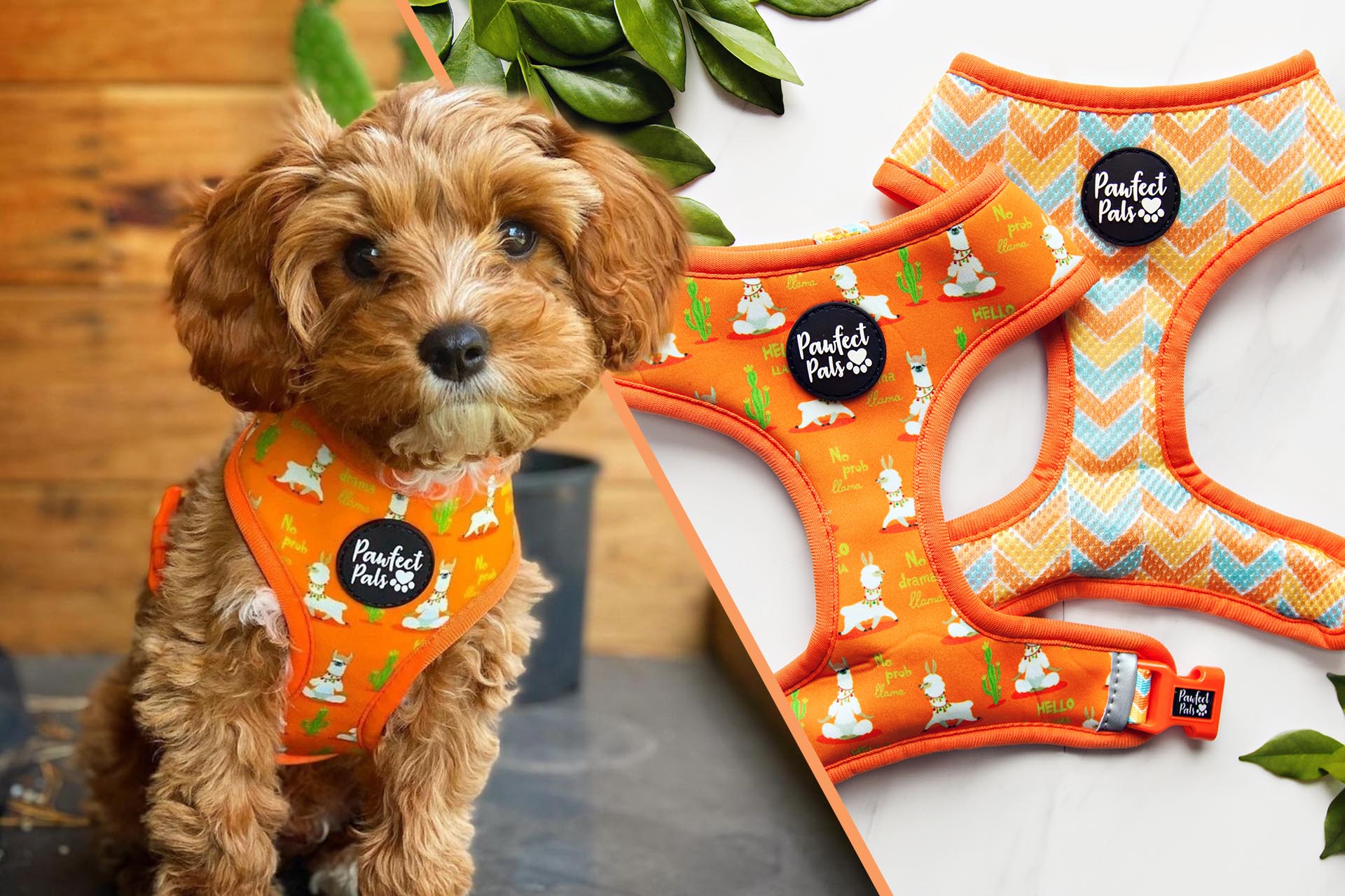 I Llama my Mama dog accessories collection.