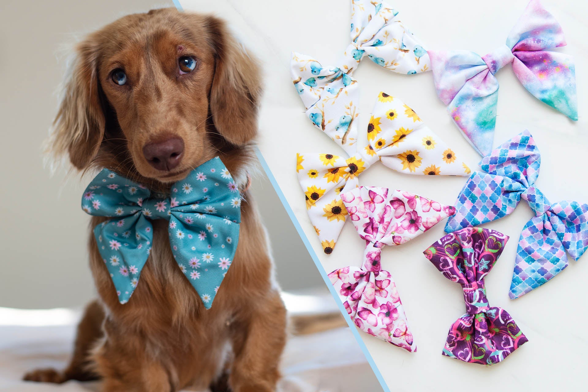AmbassaDOG Coco with a range of sailor bow ties for dogs.