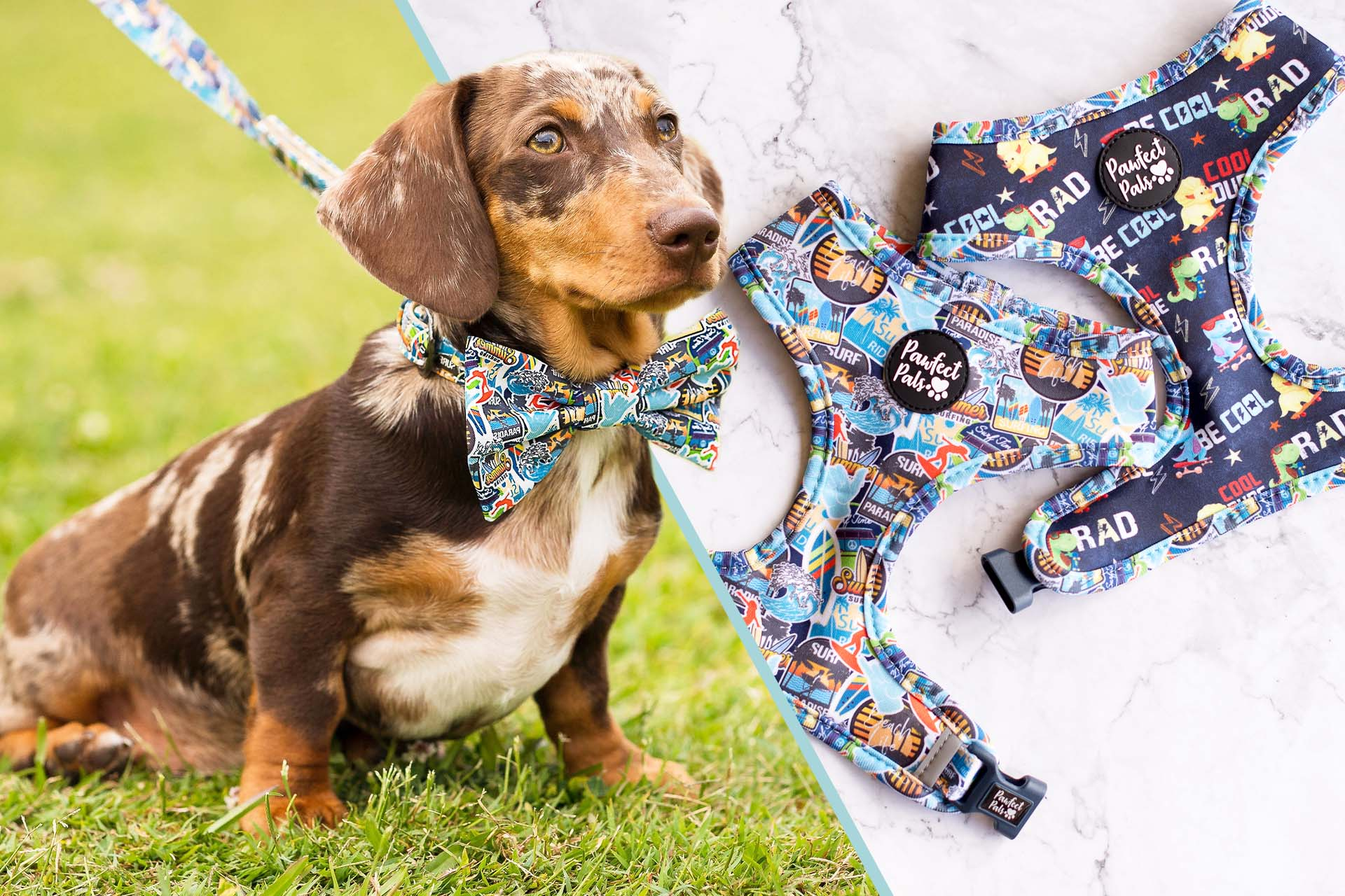 Little Dude dog accessories collection.