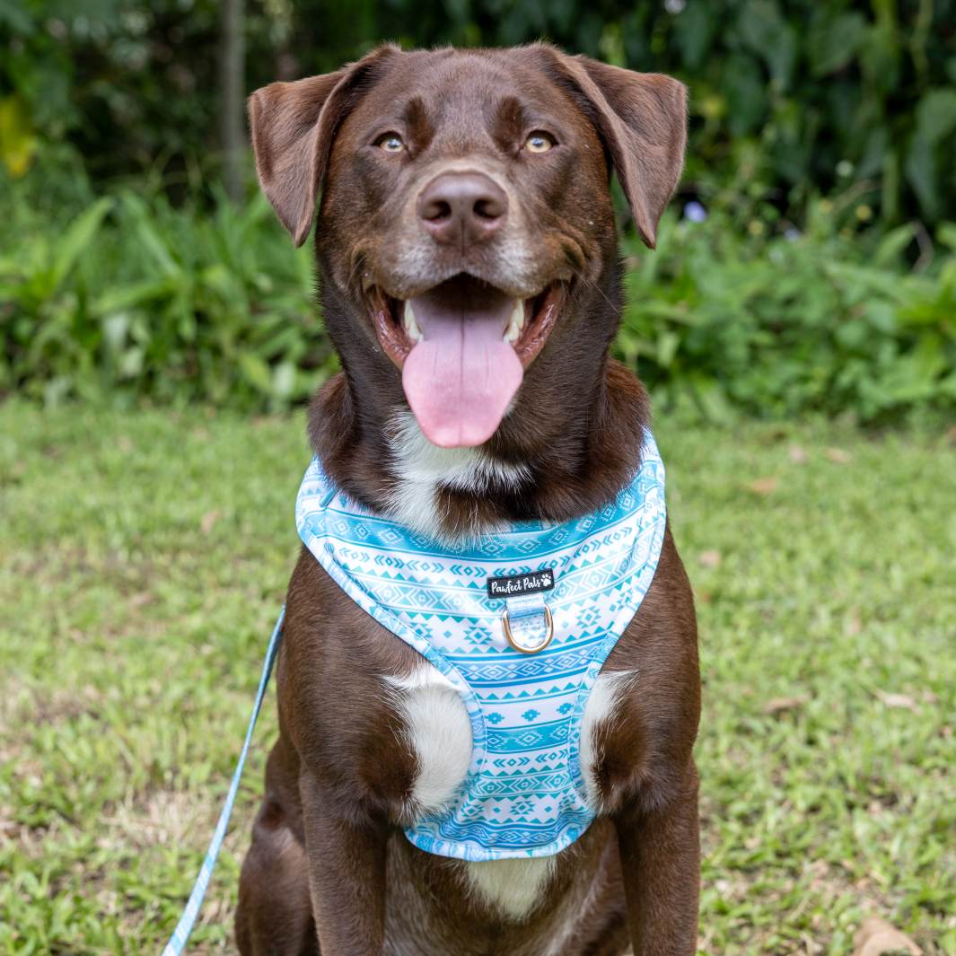 AmbassaDOG in the Aquamarine Dreams no-pull adjustable harness.