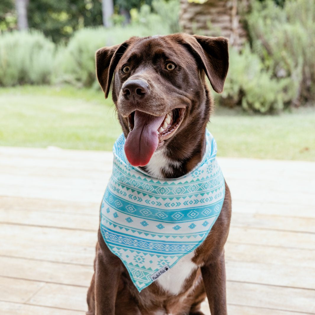 AmbassaDOG in the Aquamarine Dreams cotton bandana.