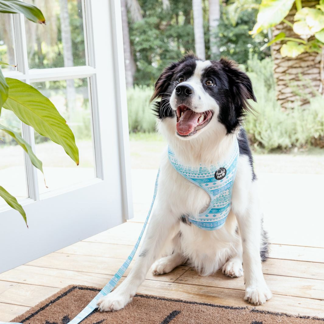 AmbassaDOG in the Aquamarine Dreams reversible harness.