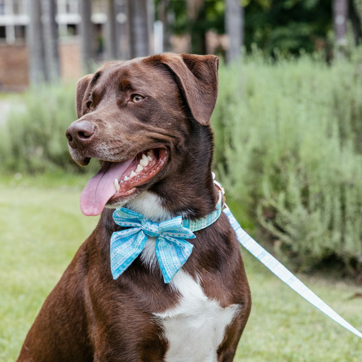 AmbassaDOG in the Aquamarine Dreams sailor bow tie.