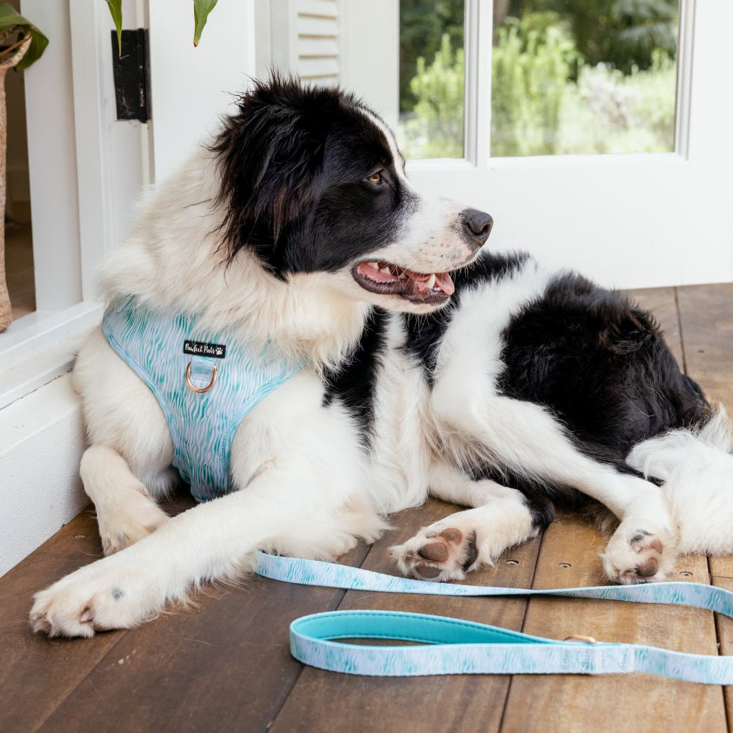 Aquamarine Dreams - Zebra no-pull adjustable harness and soft lead.
