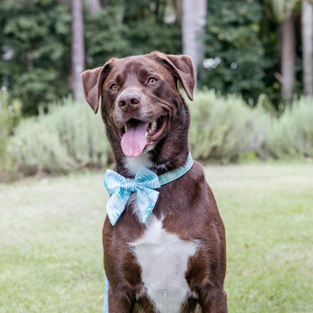 AmbassaDOG in the Aquamarine Dreams - Zebra sailor bow tie and vegan leather dog collar.