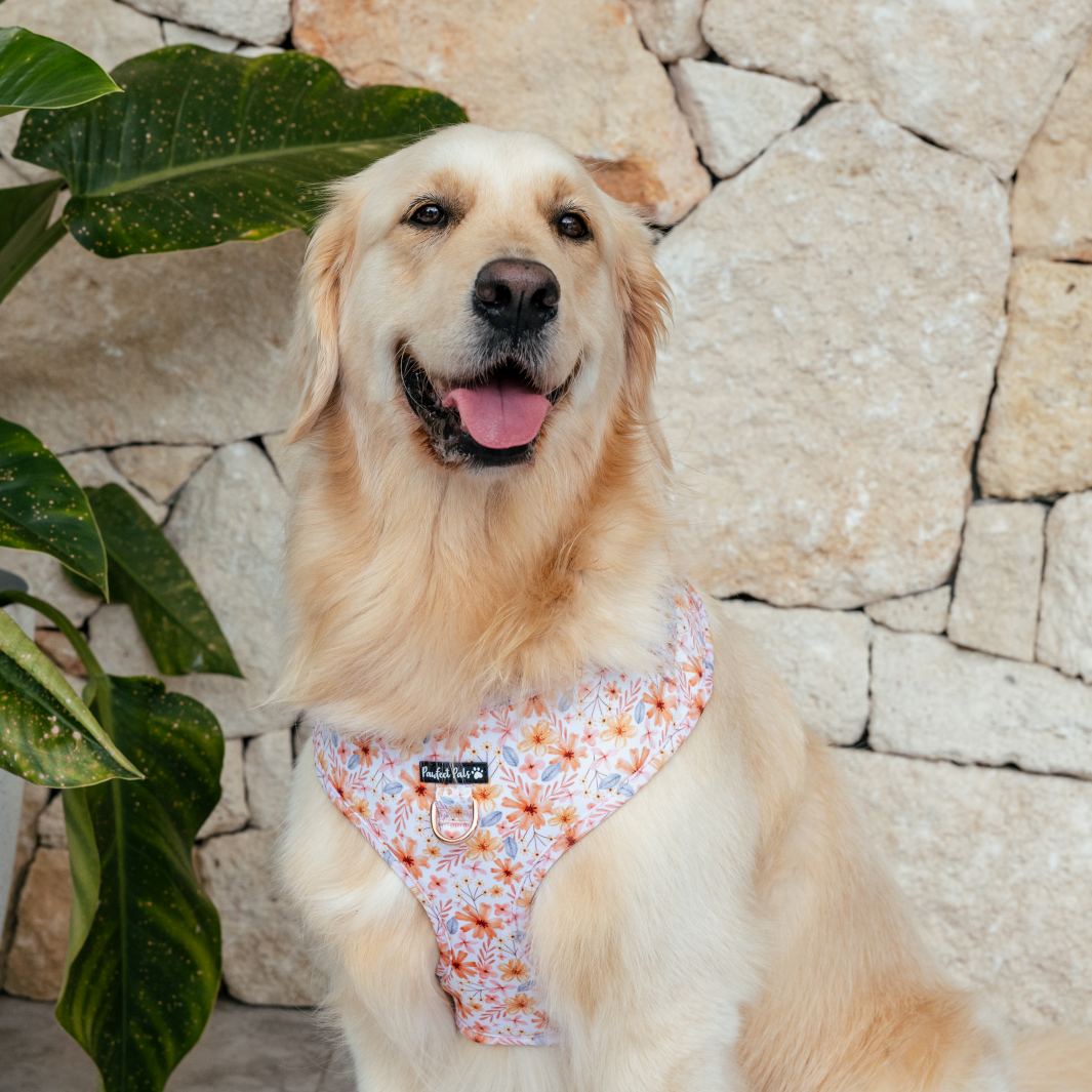 AmbassaDOG Molly in the BeautiFALL no-pull adjustable harness.