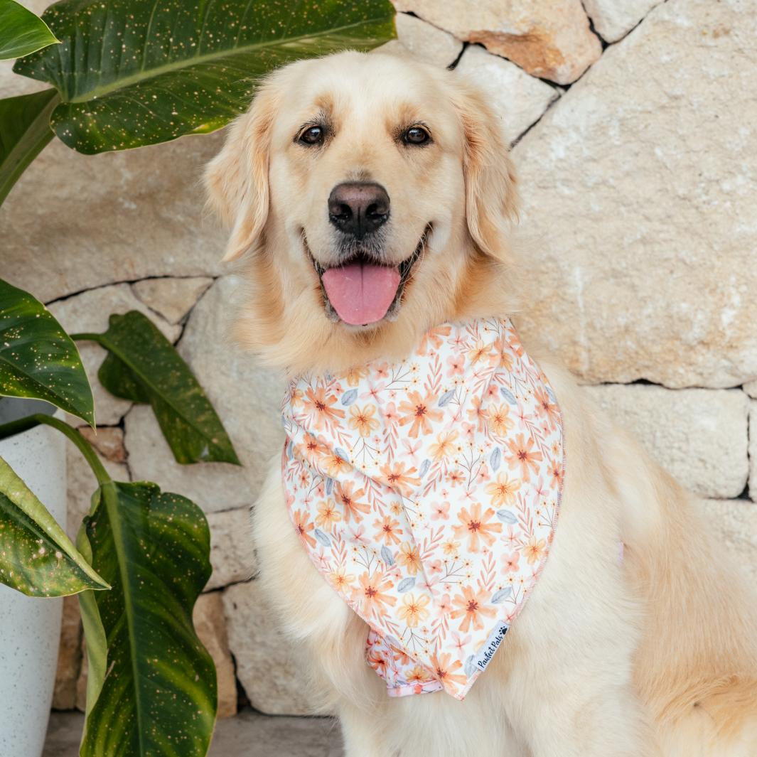 AmbassaDOG Molly in the BeautiFALL cotton bandana.