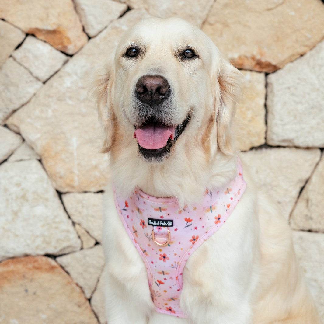 AmbassaDOG Eden in the BeautiFALL - Dragonflies no-pull adjustable harness.