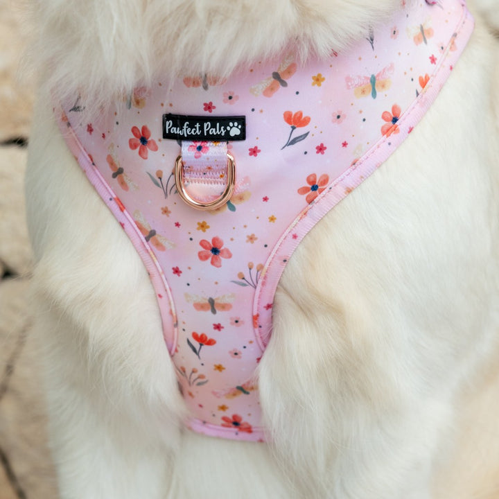 Close look at AmbassaDOG Eden in the BeautiFALL - Dragonflies no-pull adjustable harness.