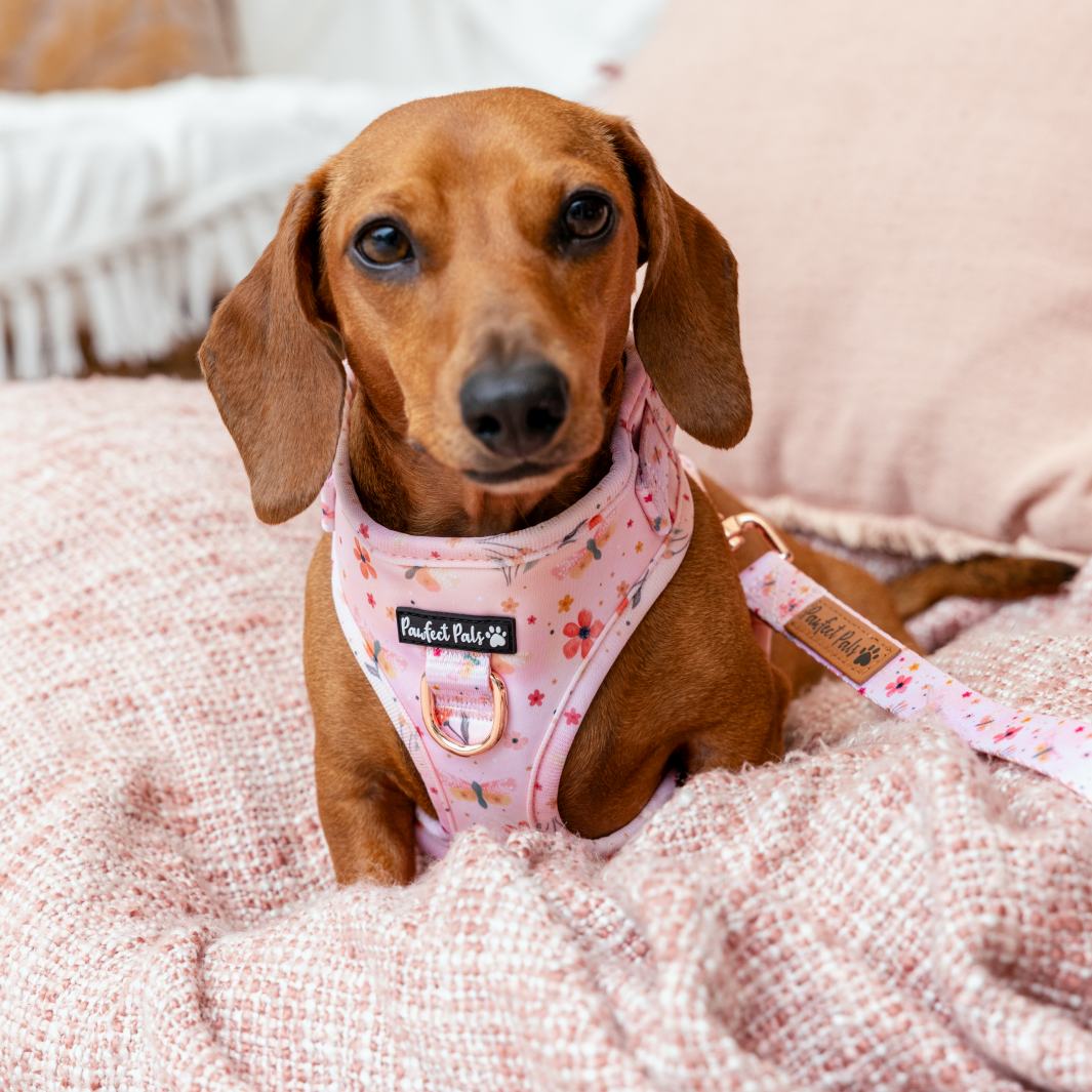 AmbassaDOG Sadie in the BeautiFALL - Dragonflies no-pull adjustable harness.