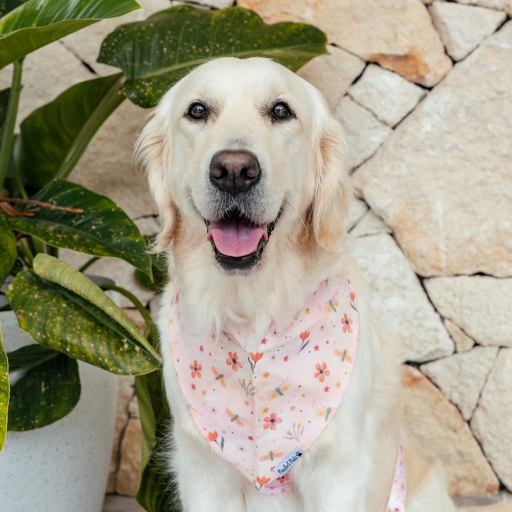 AmbassaDOG Eden in the BeautiFALL - Dragonflies cotton bandana.